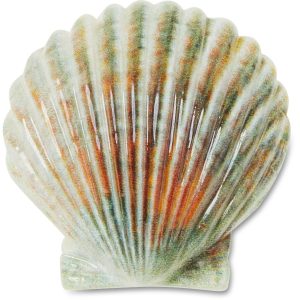 Natural Seashell